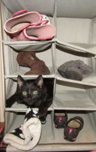 I went shoe shopping again. Meet Milo the Cat!